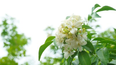 橙色的茉莉花或茉莉在花园里。