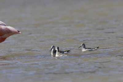 威尔逊的Phalarope ((Phalaropus tricolor)在靠近大火烈鸟，Punta 