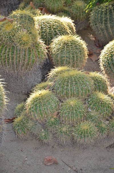 金桶仙人掌(Echinocactus Grusonii)的特写