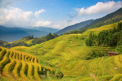 隆基水稻梯田