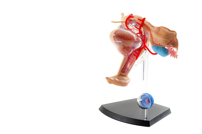 女性解剖学和女性生殖系统的概念与医学解剖研究模型的子宫，输卵管，卵巢及其周围的器官孤立在白色的剪辑路