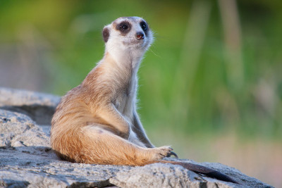 猫鼬或Suricate