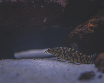 美丽的水族馆，有热带鱼，慈鲷，小龙虾，熊猫鱼和岩石