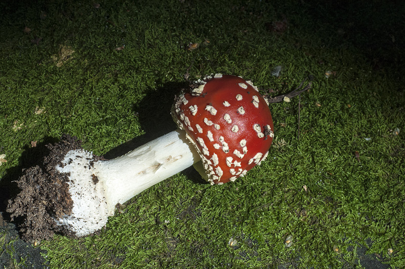 鹅膏,fly-agaric