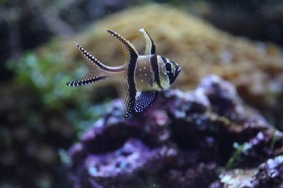 日本的红雀(Pterapogon kauderni)