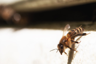意大利蜜蜂(Apis mellifera carnica)在蜂巢的入口处