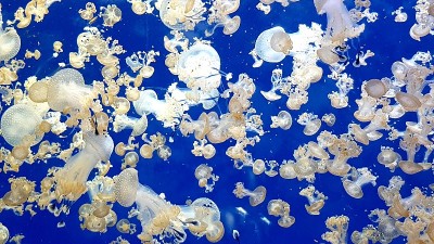 水母