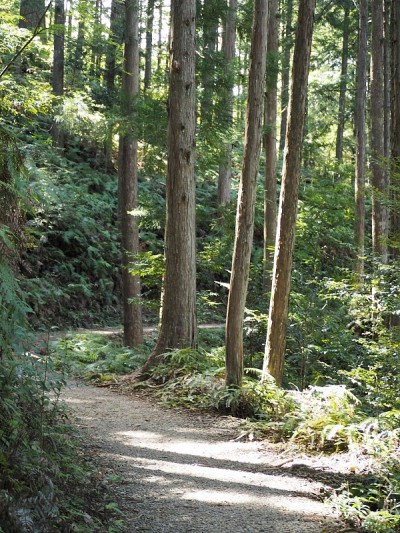 狭窄蜿蜒的山路穿过日本雪松林