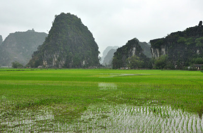 越南的风景。宁平的稻田和喀斯特塔