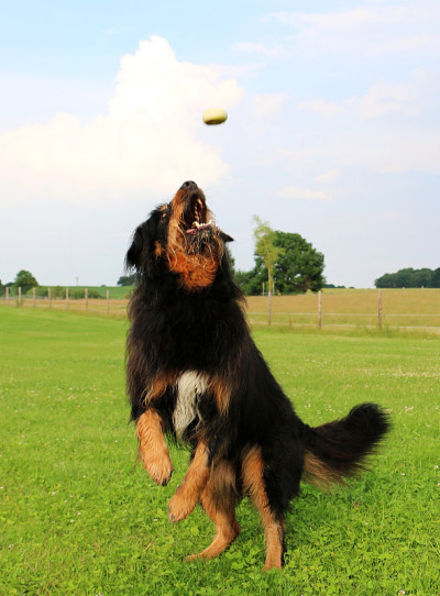 有趣briard