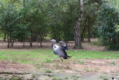 蓝鹤(Grus paradisea)，也被称为斯坦利鹤和天堂鹤试图起飞