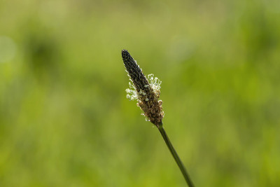 Plantago主要流
