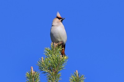 Bombycilla garrulus。在亚马尔半岛的松针间，近距离观察蜡翼