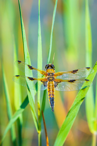一个四斑点追逐蜻蜓昆虫，Libellula quadrimaculata的特写