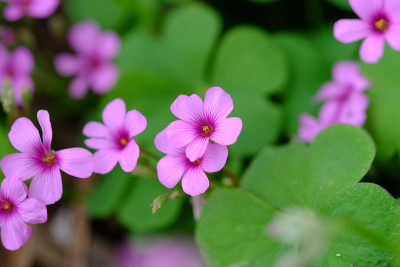 粉色woodsorrel