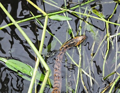 佛罗里达(带状)湿地中的水蛇(Nerodia fasciata pictiventris)