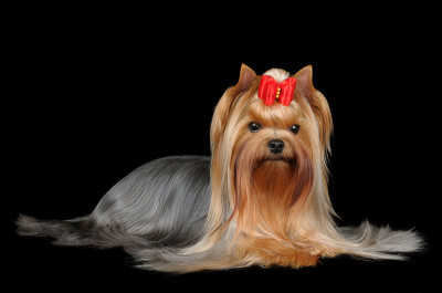 美丽的约克郡犬