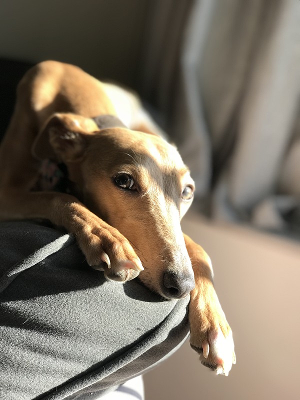 蓝色的小鹿的惠比特犬