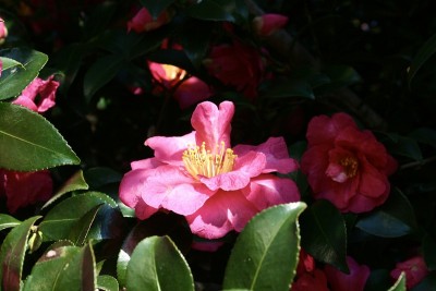 山茶花正盛开