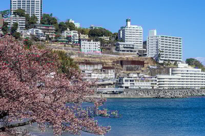 热海市樱花和相模湾