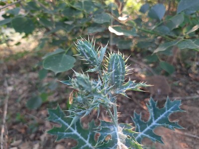 它是墨西哥Argemone。