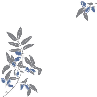 Honeysuckle berries on the branch. Floral vector b