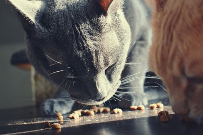 猫在室内吃东西