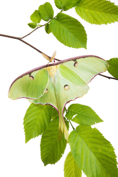 非常漂亮的月月蛾(Actias Luna)山毛榉树枝孤立上