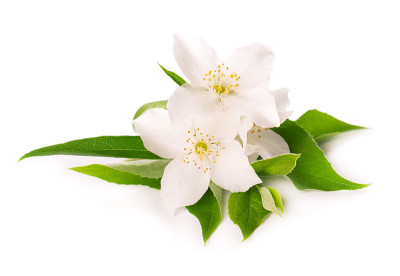 茉莉花孤立在白色背景上。茉莉花分支。