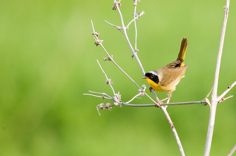 常见Yellowthroat