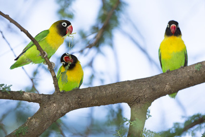 蒙面爱情鸟 (Agapornis personatus) 坦桑尼亚塔兰吉雷