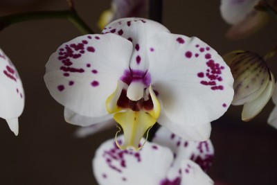 虚线兰花