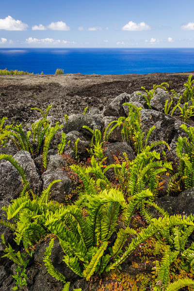 留尼汪岛火山岩上的植被