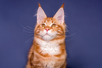 灰色背景上的缅因猫。