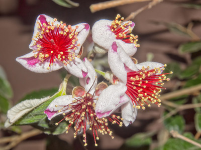 红色的花