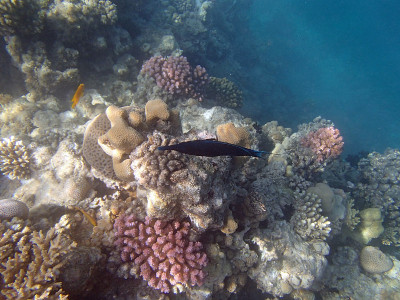 在红海里浮潜