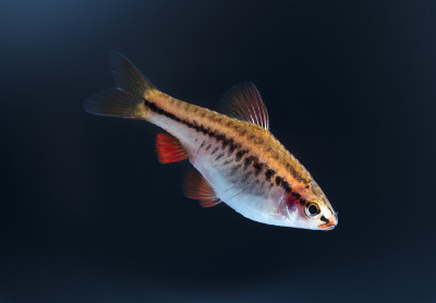 水族馆鱼类,不停