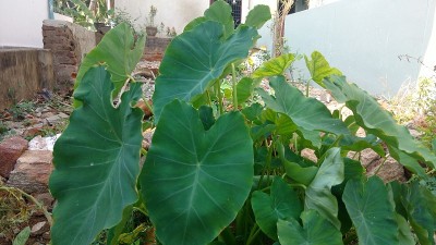 花椰菜也叫花椰菜