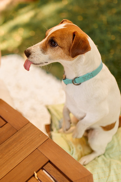 母犬用手喂食杰克罗素梗，学习行为概念