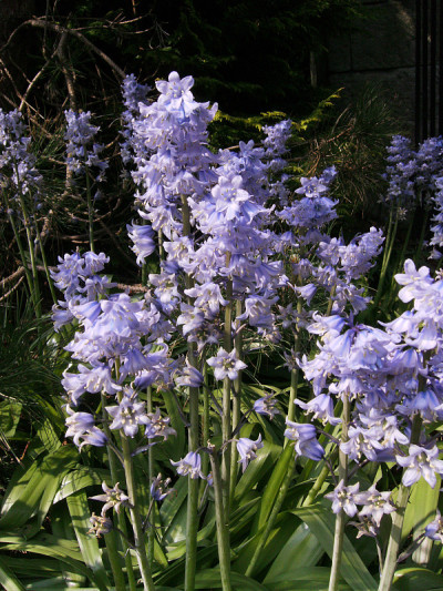 蓝铃花