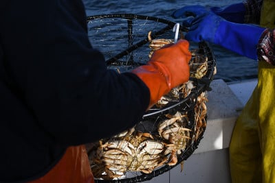 在半月湾海岸捕蟹