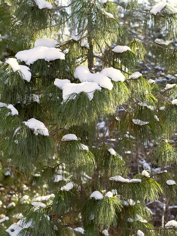 背光下的雪松针叶网。