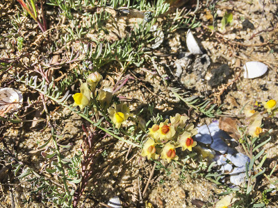 Toadflax或pajaritos amarillos