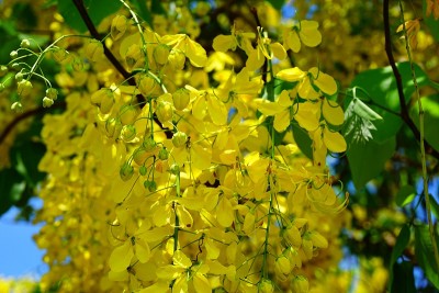 黄花