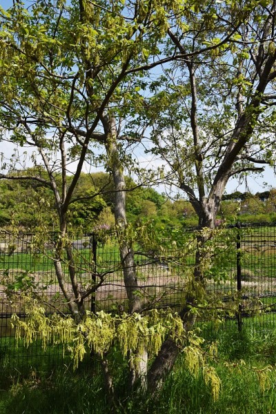 Quercus serrata