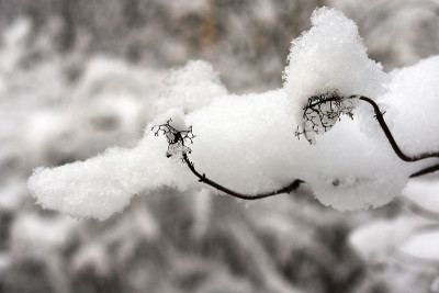 大雪过后树枝丛生