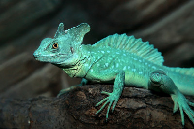 羽状蛇怪(Basiliscus plumifrons)。近距离