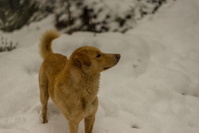 印度狗在大自然的雪地上奔跑和玩耍