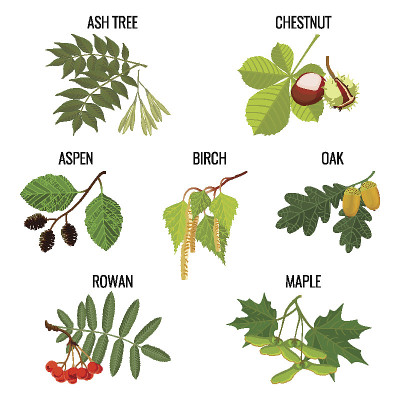 白蜡树，栗子，桤木，桦树，枫树，橡树和橡子，花楸浆果