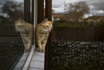 家猫